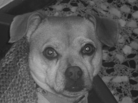 toby